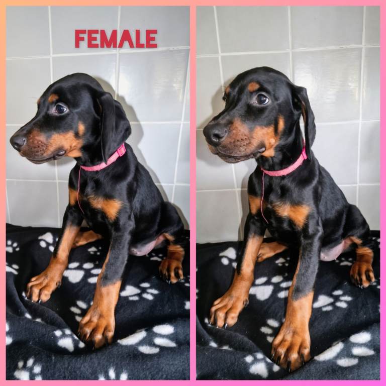 European Doberman puppy