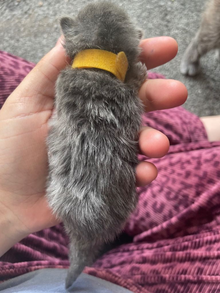 3 Russian blue cross kittens 