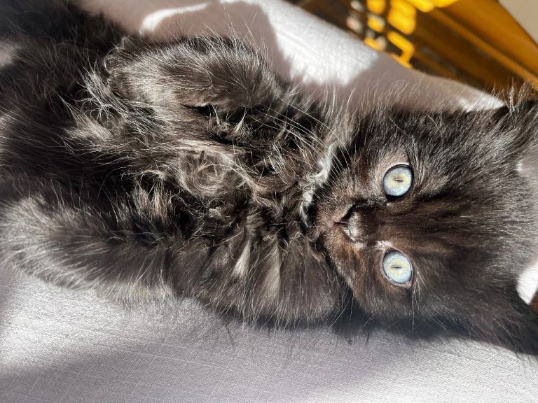 Persian Mix Kitten for Sale 