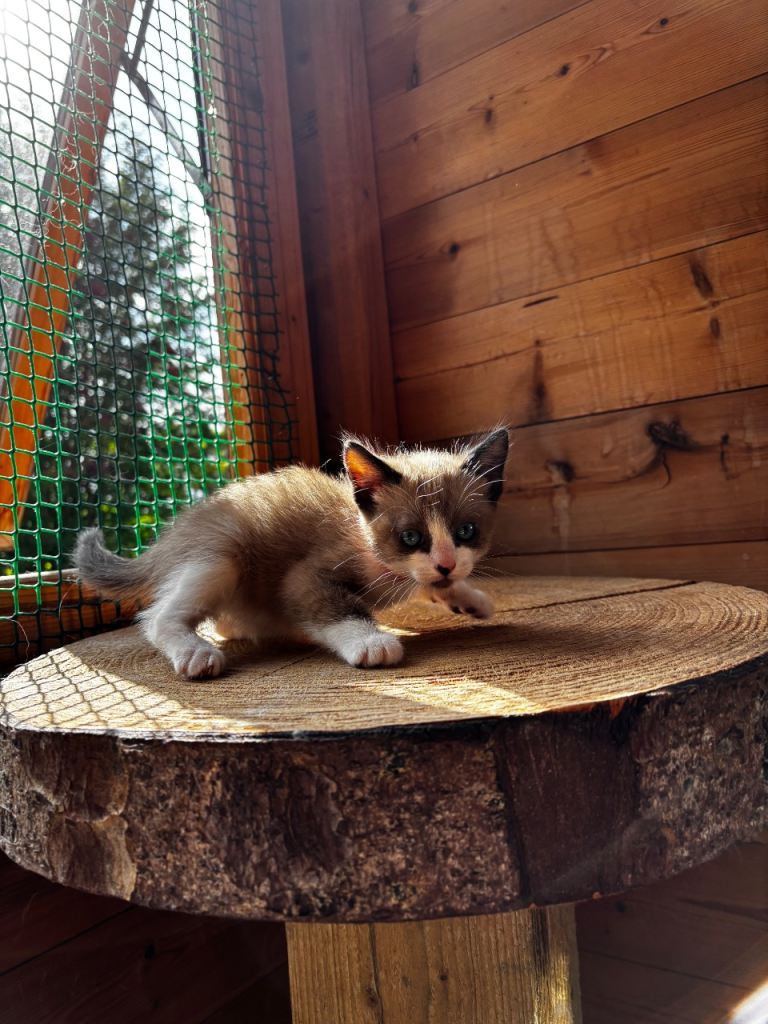 Beautiful Ragdoll x kittens ready to leave 