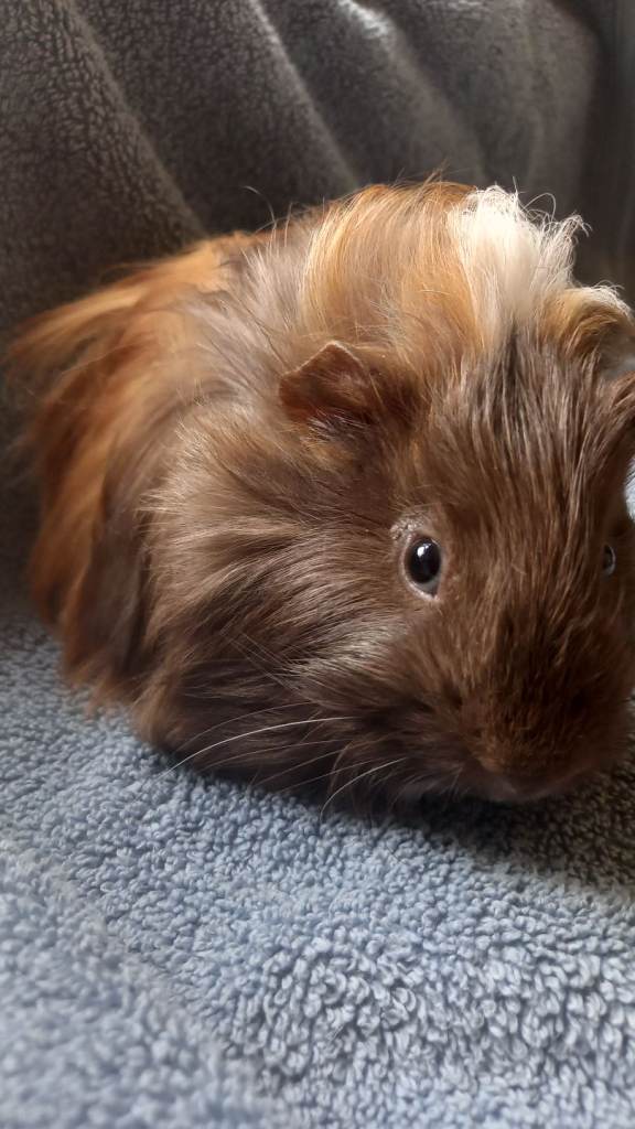 Male Guinea Pig for sale 