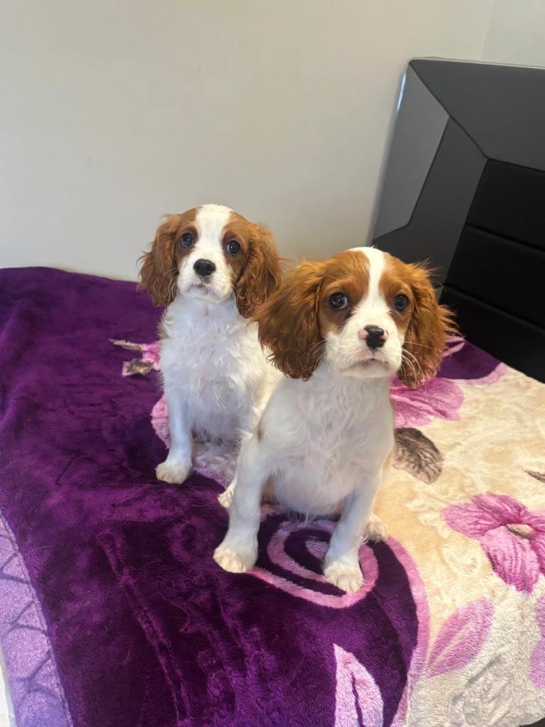 “Cavalier King Charles”