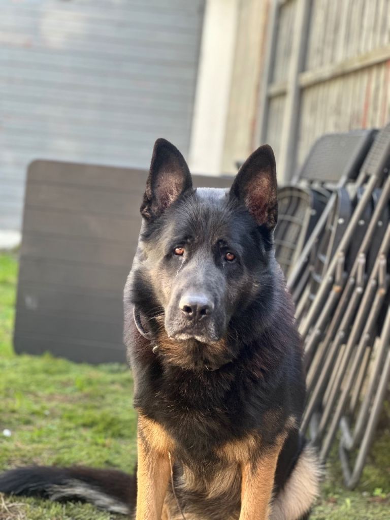 Dog