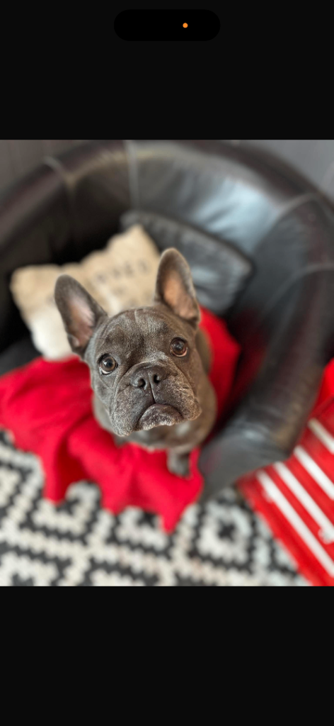 French bulldog