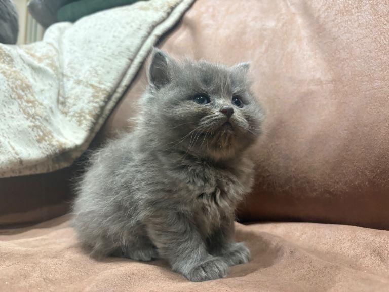 Blue British Shorthair x Ragdoll