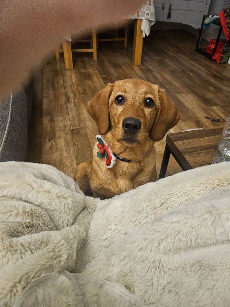 Hi im mavis a red fox labrador 