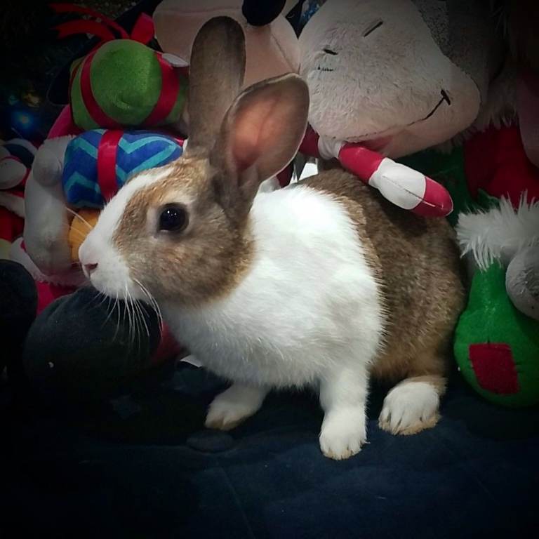 Dutch Rabbits - 1 Boy, 1 Girl left. 