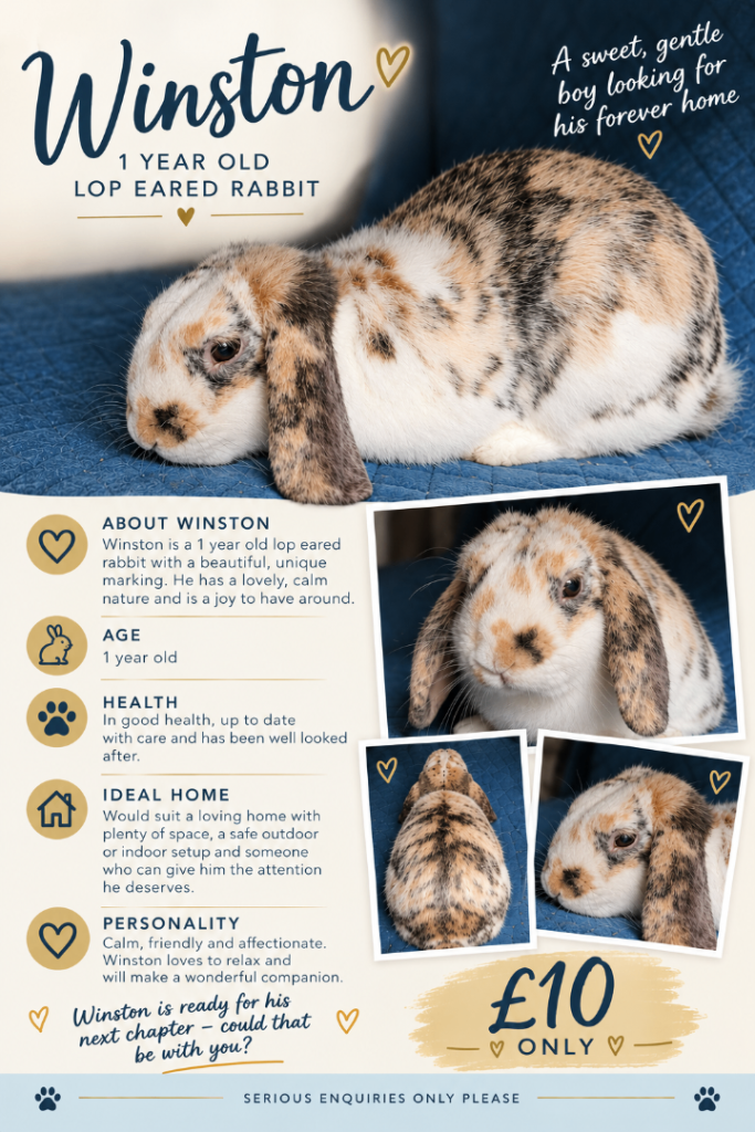 17 month old rabbit called Winston
