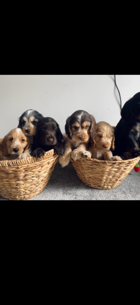 Stunning litter of kc cocker spaniel 
