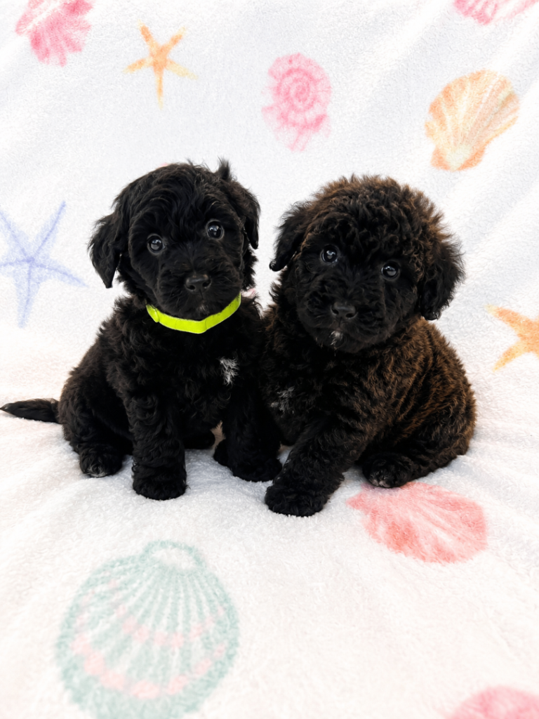 Yorkiepoo puppy’s 