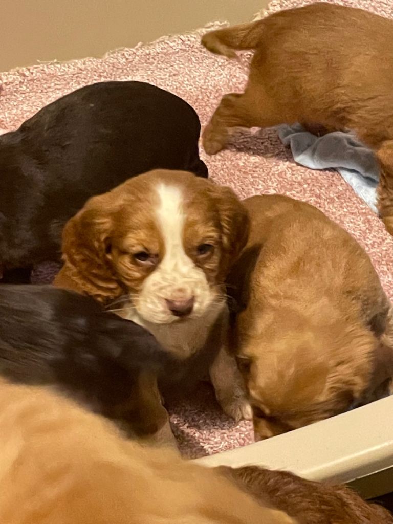 Cocker spaniel puppies