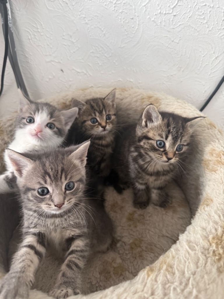 KITTENS