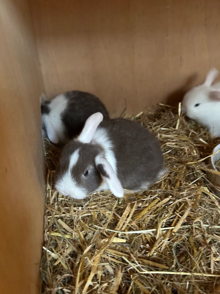Mini lops bunnies 