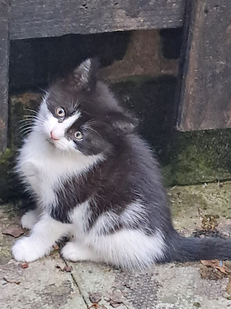 8 wild kittens for sale