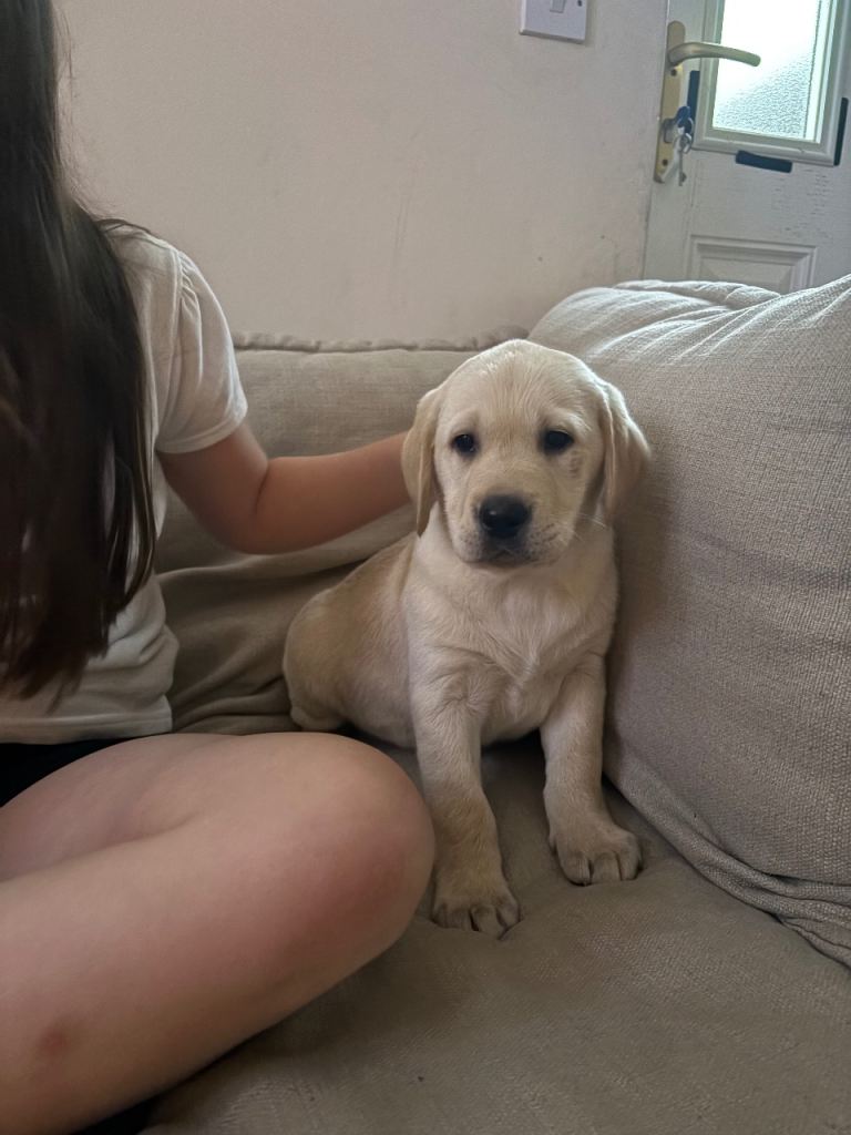 Labrador puppy