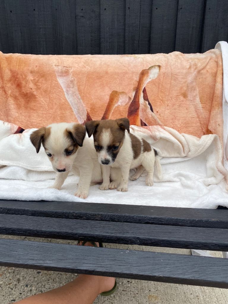 Jack Russell puppies 