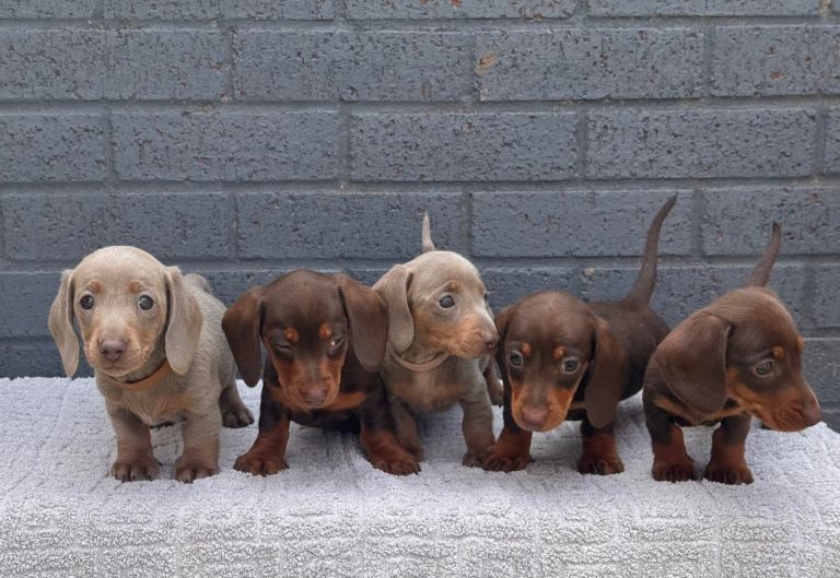 Miniature dachshunds ready to leave now