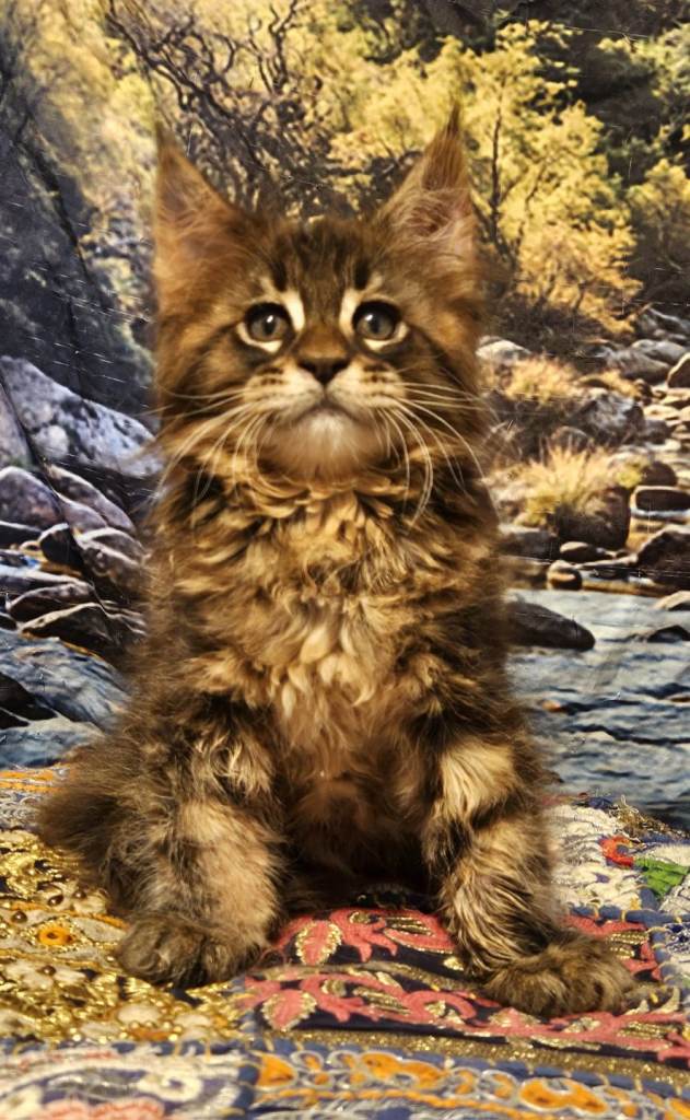 Maine Coon kitten boy reg.GCCF 