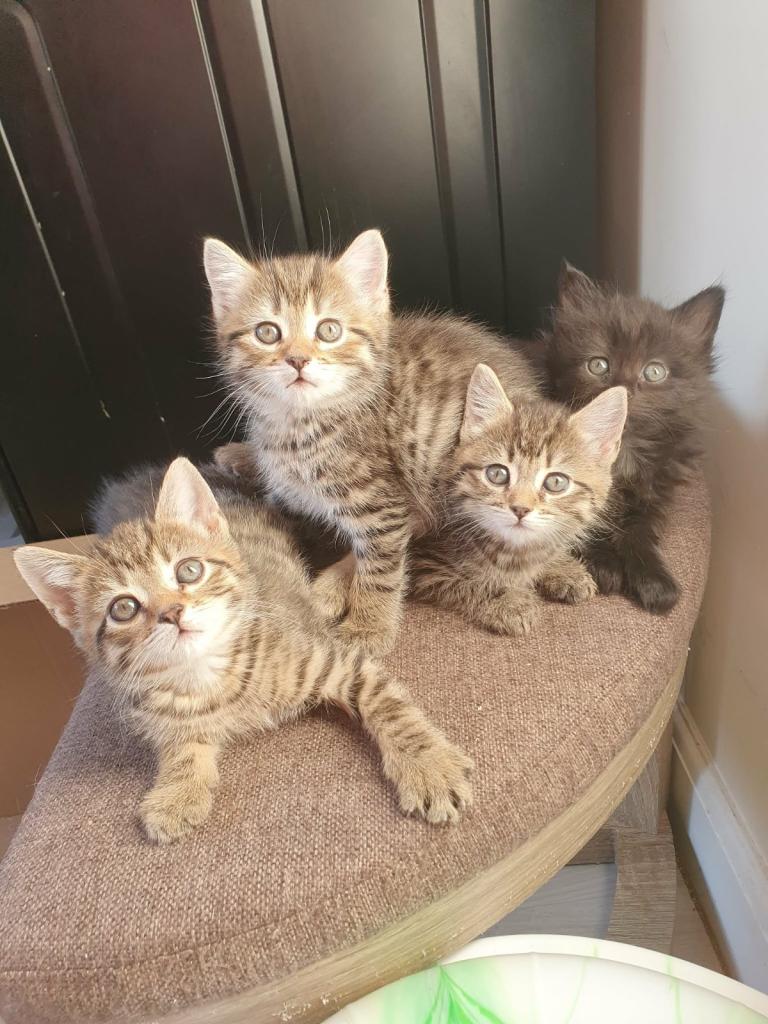 Kittens for sale
