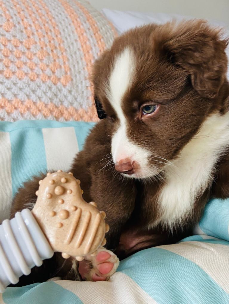 Border Collie puppies for sale  £950 