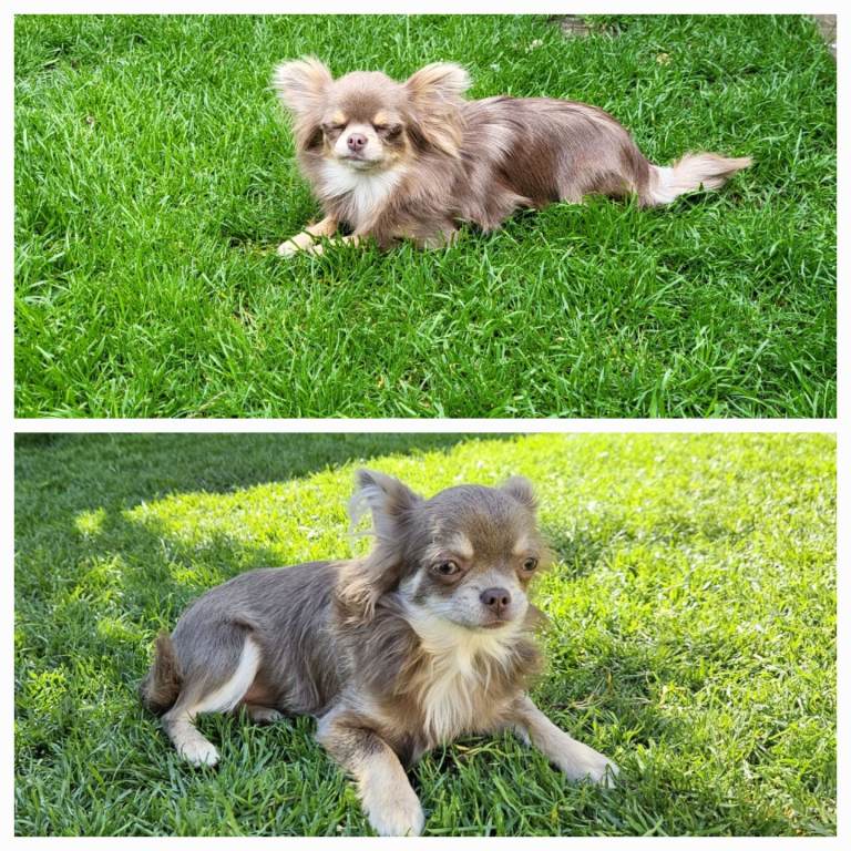 2 Long haired lilac female chihuahua