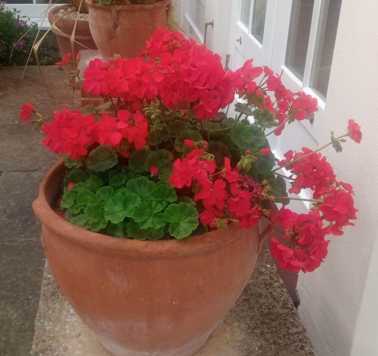 Experienced qualified local Friendly Gardener 25+ years