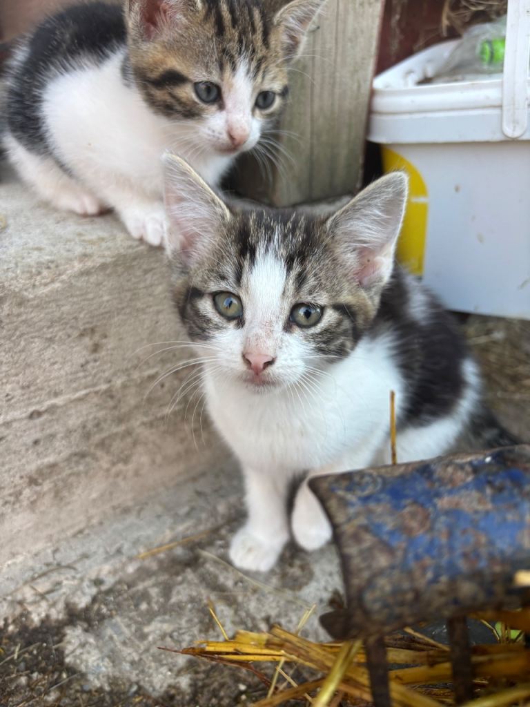 Kittens for sale 