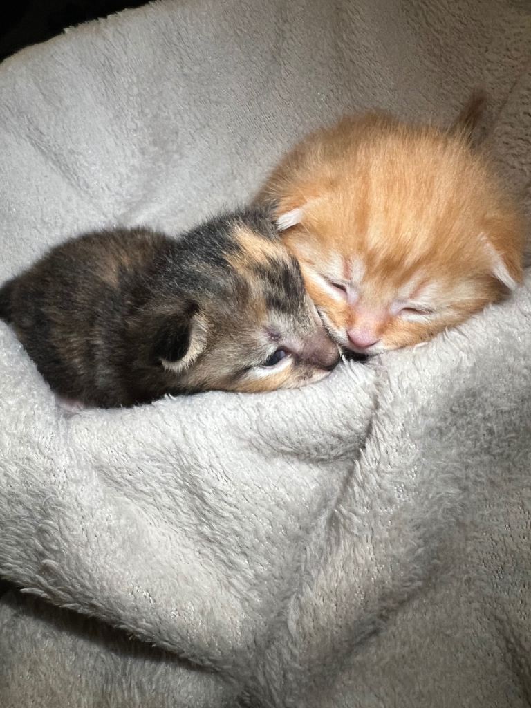 Kittens