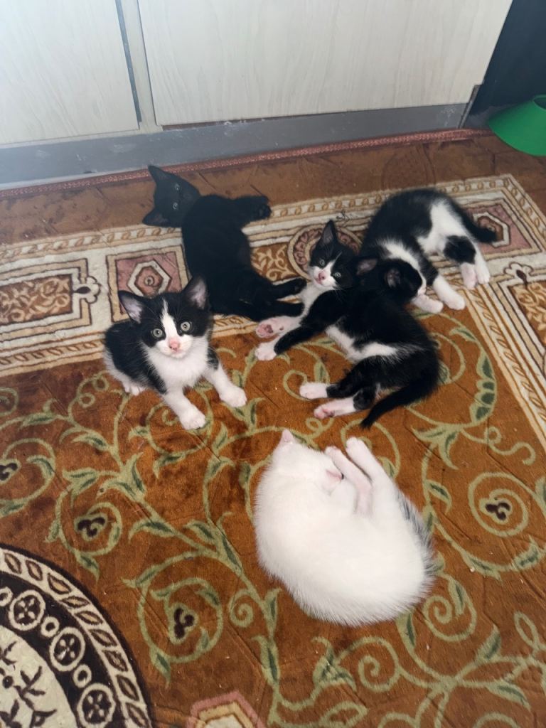 Adorable mixed breed kittens looking for new homes