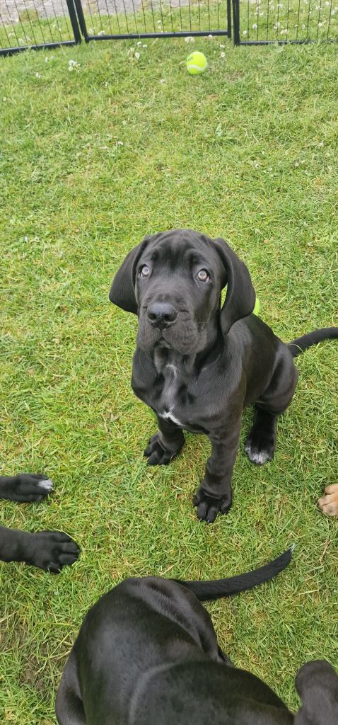 Cane corso puppies 