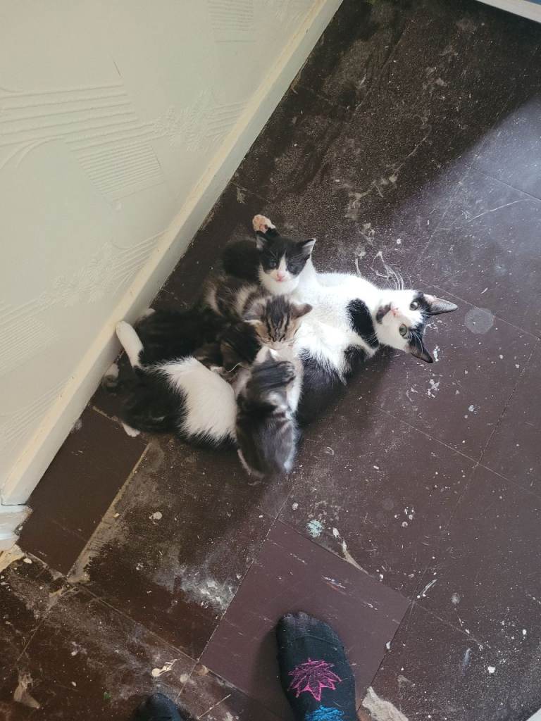 4 male kittens looking for their forever homes 