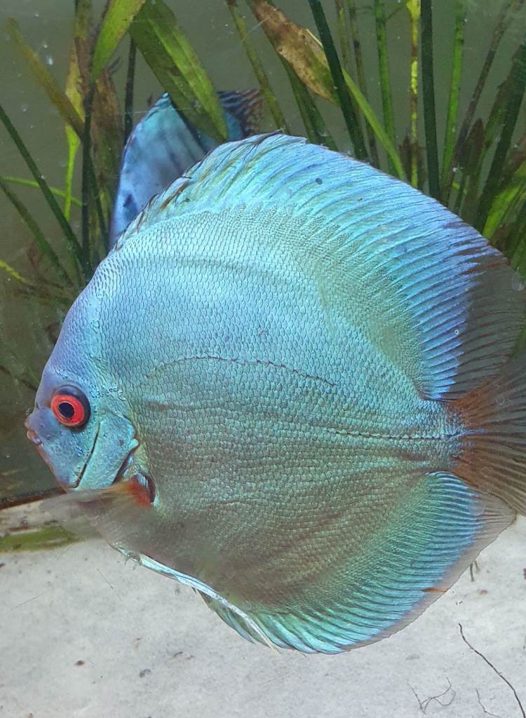 Discus Fish
