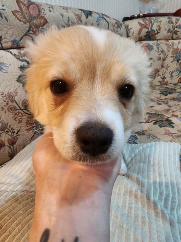 Furry puppies looking for new home 