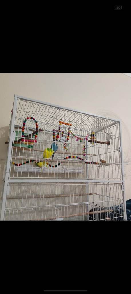 URGENT 3 budgies and cage