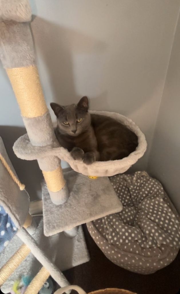 cat 