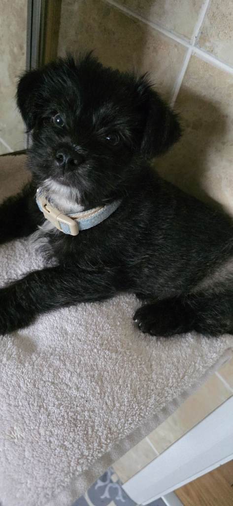 Pomeranian x Yorkie Pup