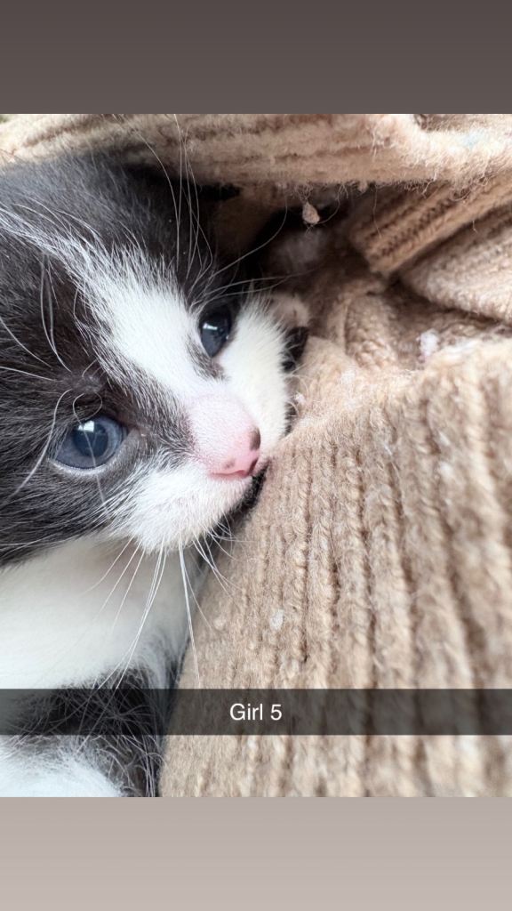 ALL KITTENS RESERVED 