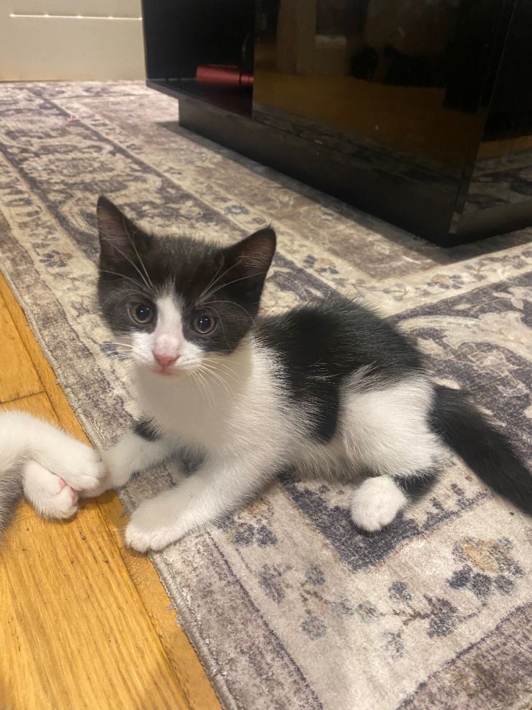 Male kitten black and white