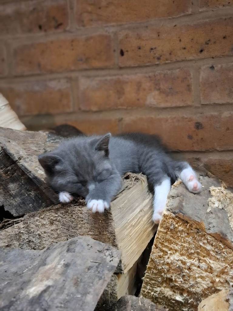 Gorgeous Grey Kitten Ready Now