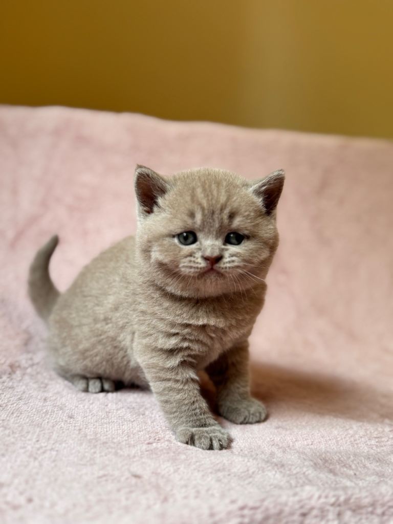 British Shorthair kittens