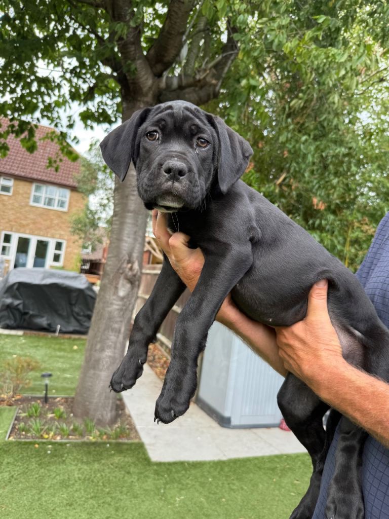 Cane corso puppies ready to leave last 2 girls 