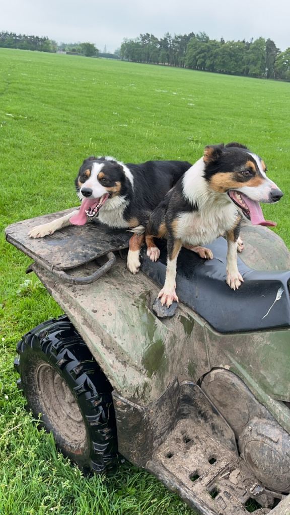 Border Collie Pups