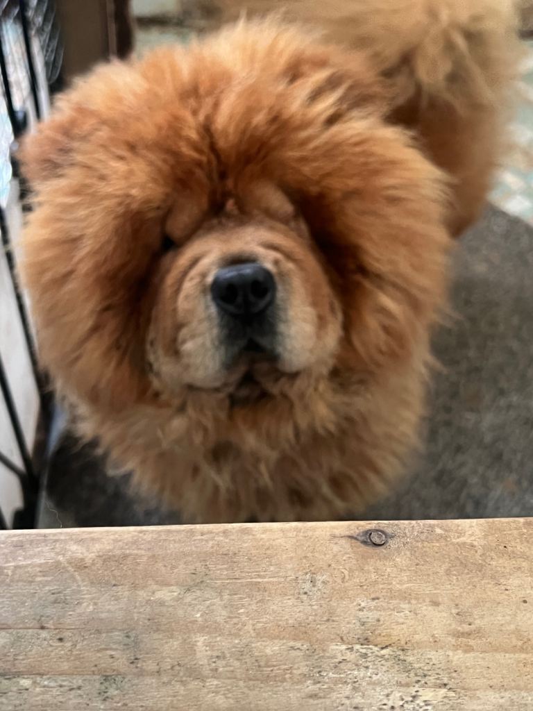 Chow chow male 2 yrs old pedigree read full advert please. 