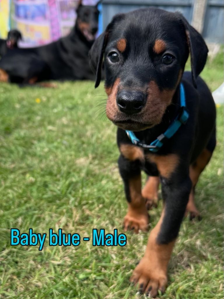 Champion bloodline Dobermanns 