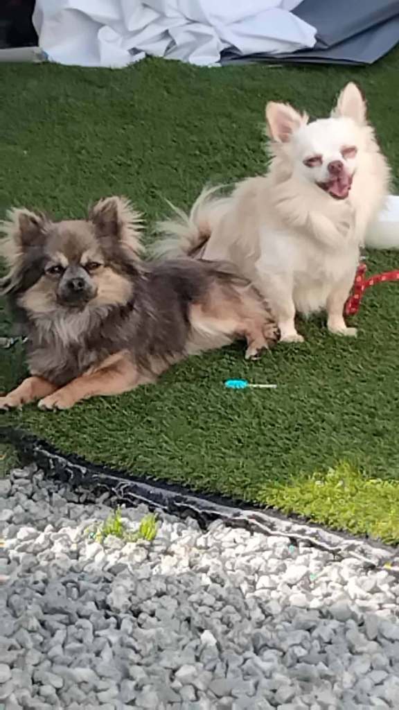 Tiny chihuahua puppies 