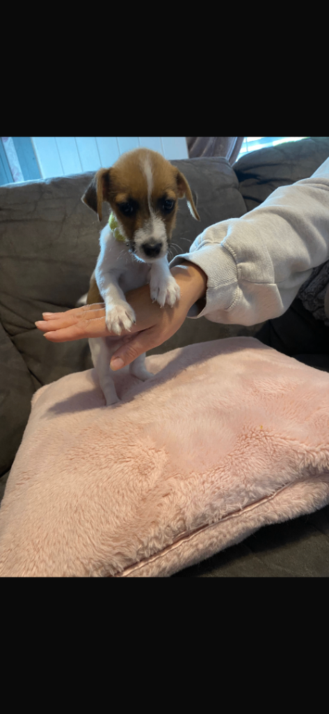 Jack Russel puppies 