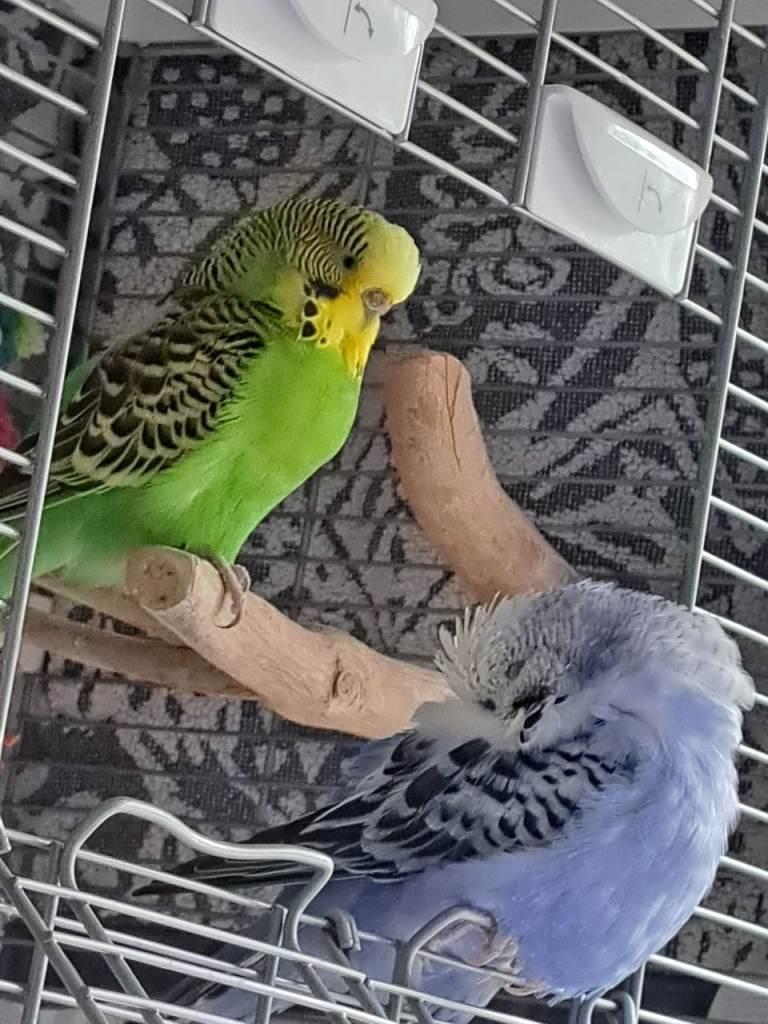 BUDGIESS 