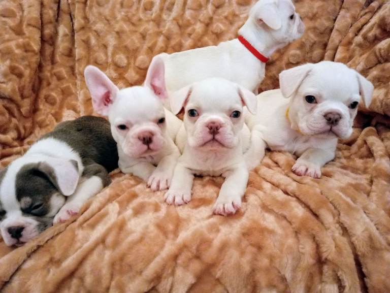 Pedigree French Bulldog Puppies REDUCED READY NOW