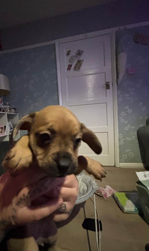 2 female puppies french bulldog/spaniel 