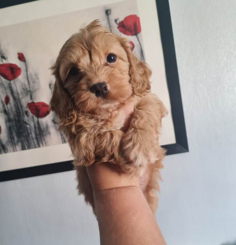 Beautiful Cavapoo Puppies 